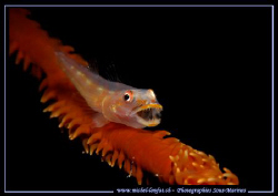 Just when it was opening his mouth... that is luck... :O)... by Michel Lonfat 